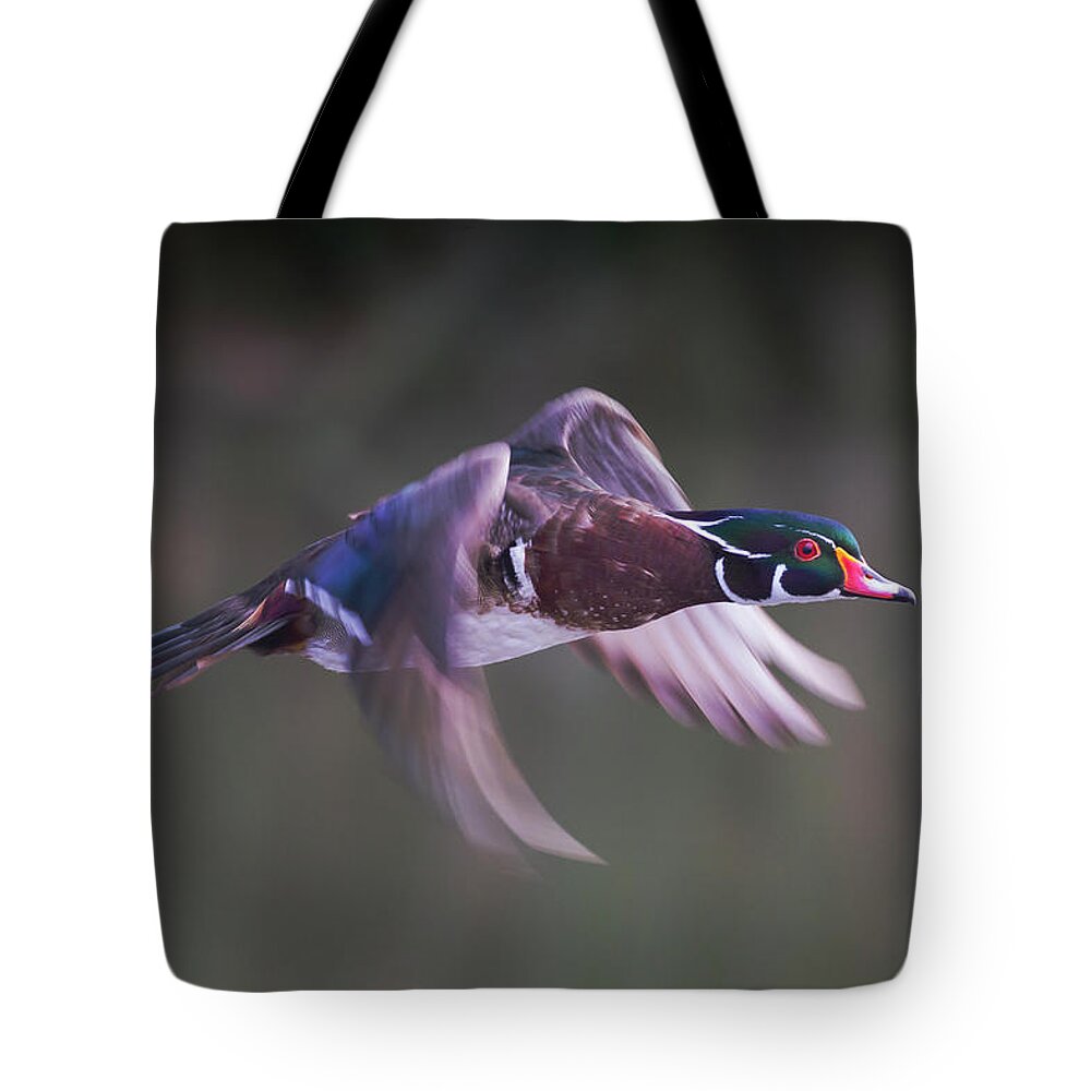 Wood Duck Tote Bag featuring the photograph Wood Duck Flight by Mark Miller