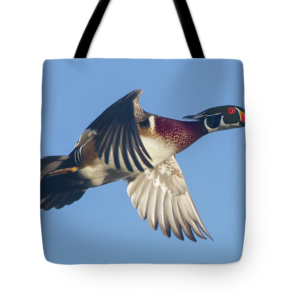Wood Duck Tote Bag featuring the photograph Wood Duck Flying Fast by Mark Miller