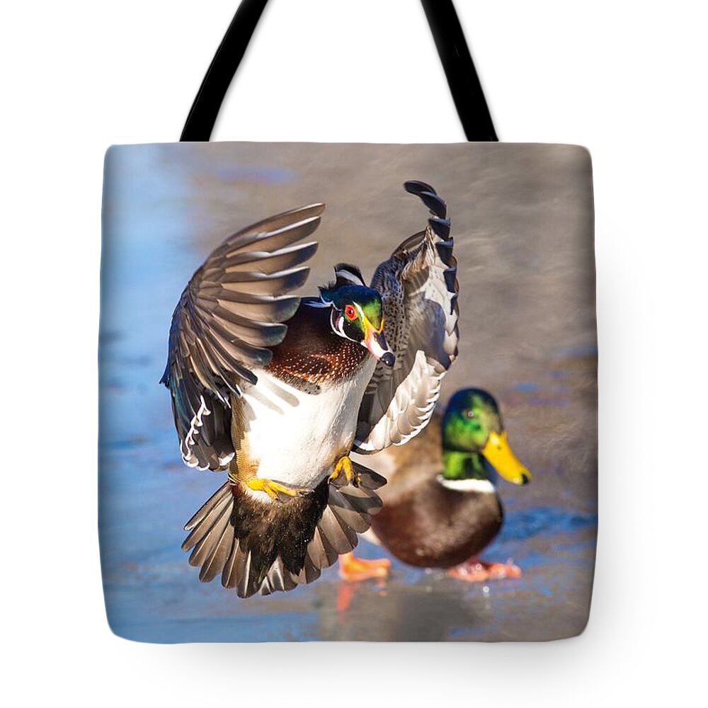 Wood Duck In Action Tote Bag featuring the photograph Wood duck in action by Lynn Hopwood