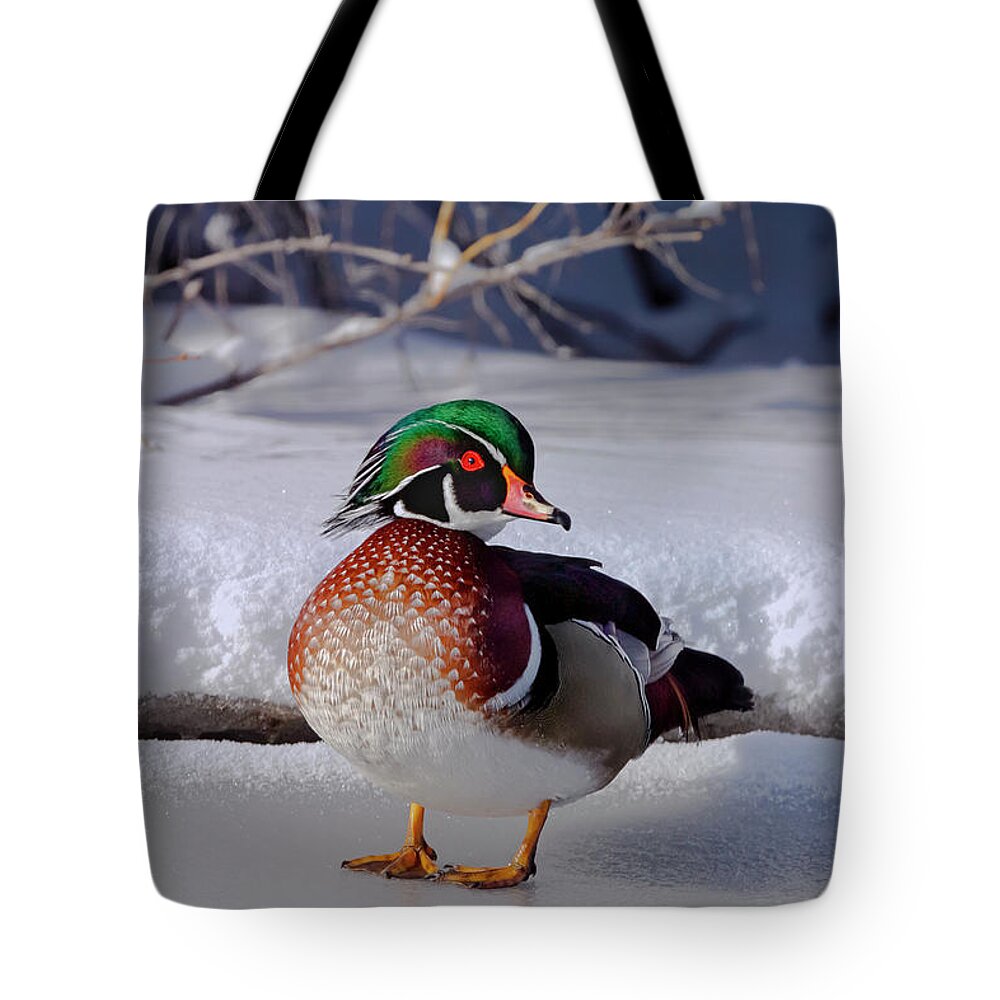 Mark Miller Photos Tote Bag featuring the photograph Wood Duck in winter snow and ice, Montana, USA by Mark Miller