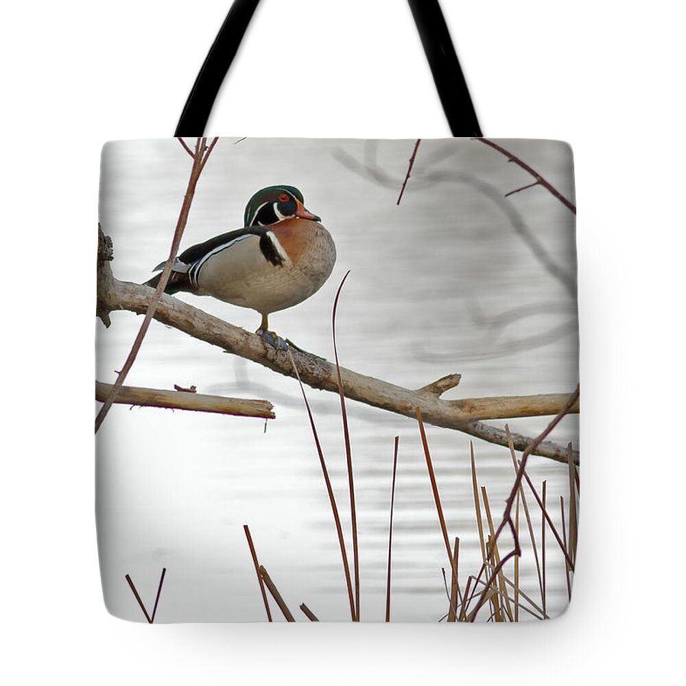 Wood Duck Tote Bag featuring the photograph Wood Duck on Wood Lake by Natural Focal Point Photography