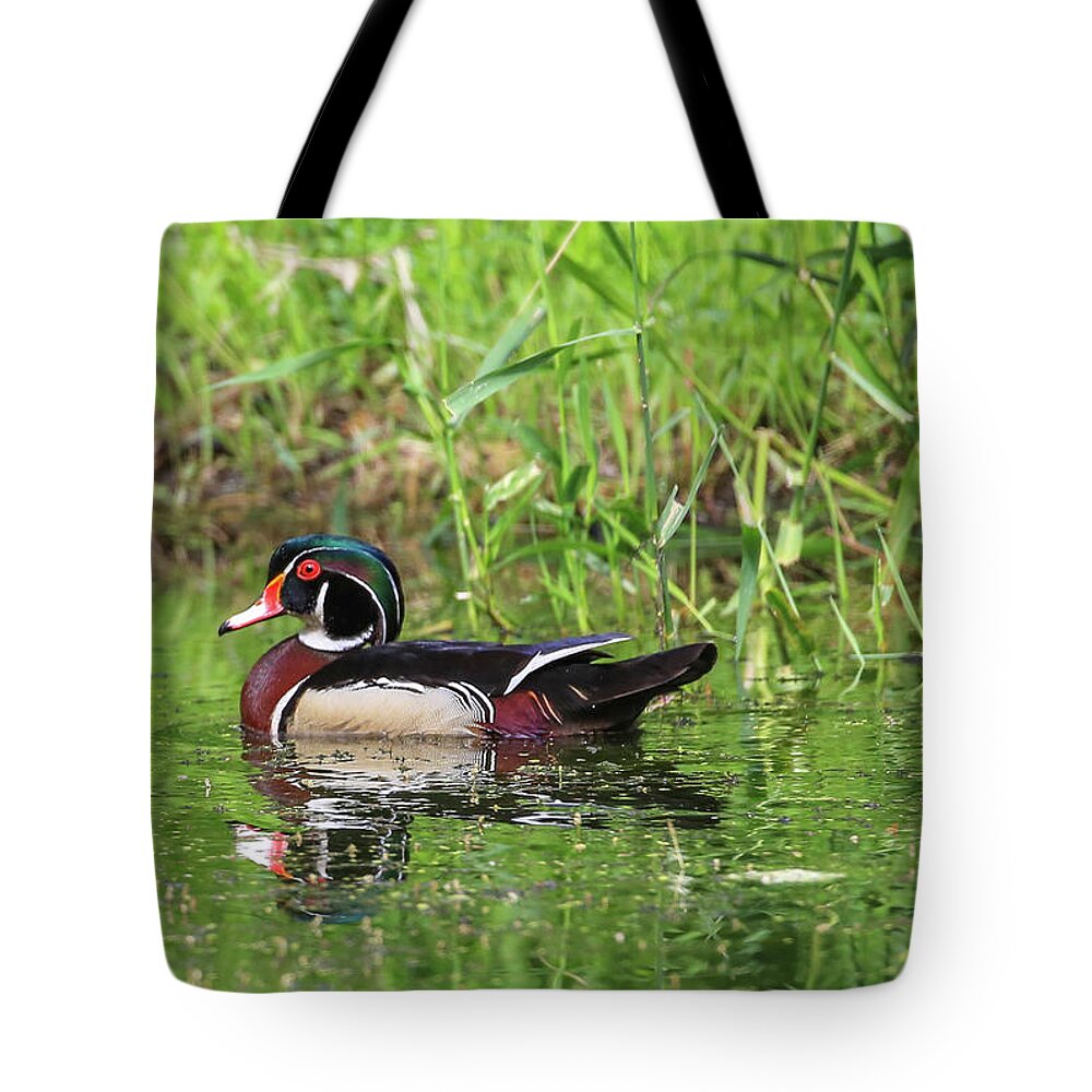 Sam Amato Photography Tote Bag featuring the photograph Wood Duck by Sam Amato