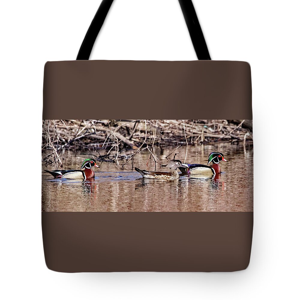 Wood Duck Tote Bag featuring the photograph Wood Duck Trio by Ira Marcus