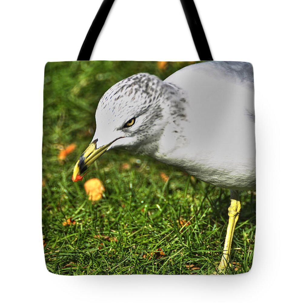 Buffalo Tote Bag featuring the photograph WTF Why That Face by Michael Frank Jr