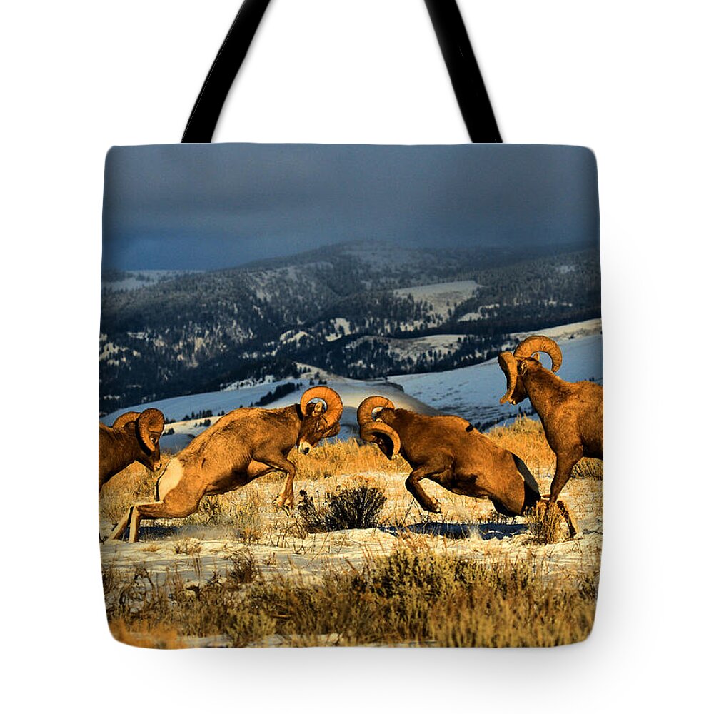 Bighorns Tote Bag featuring the photograph Wyoming Bighorn Brawl by Adam Jewell