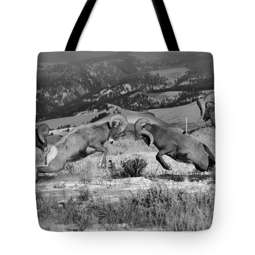 Bighorn Sheep Tote Bag featuring the photograph Wyoming Bighorn Brawlers Crop Black And White by Adam Jewell