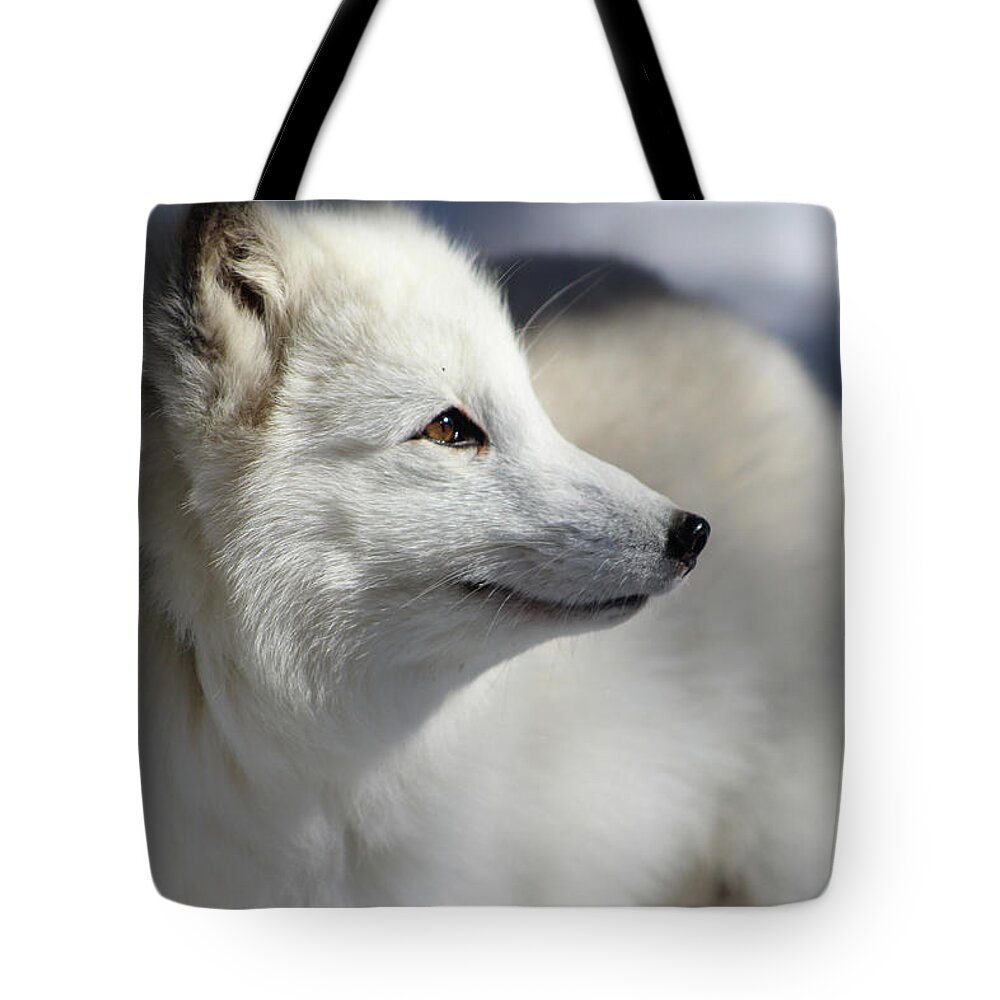 Arctic Fox Tote Bag featuring the photograph Yana the Fox by Azthet Photography