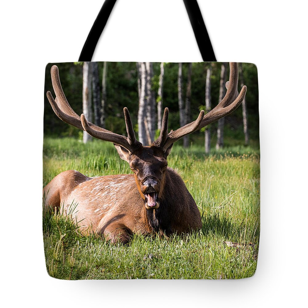Bull Elk Tote Bag featuring the photograph Yawning Bull Elk by Mindy Musick King