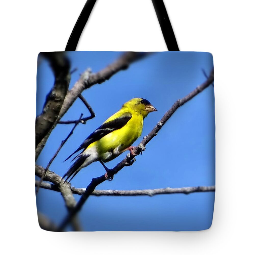 Bird Tote Bag featuring the photograph Yellow bird by Lilia S