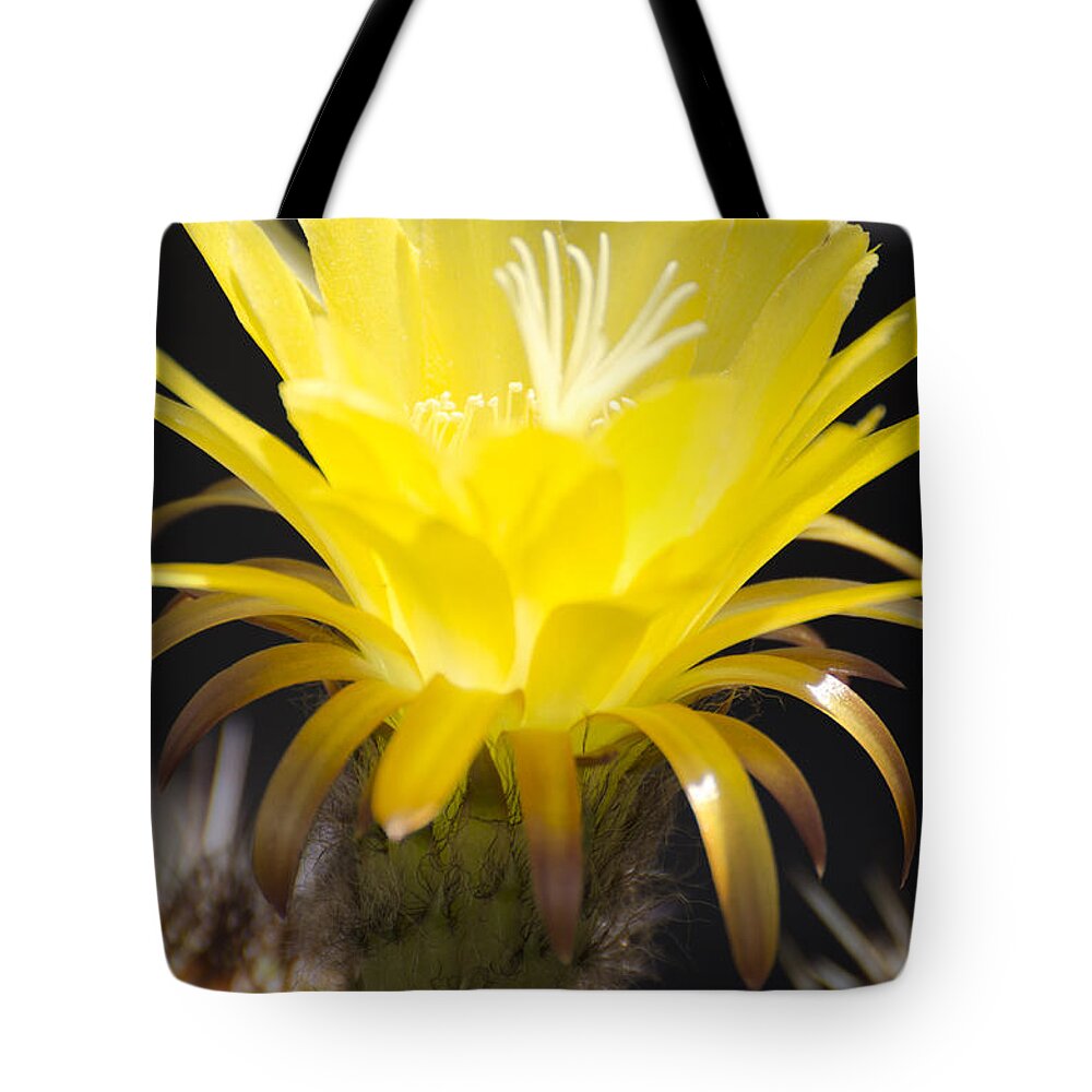 Cactus Tote Bag featuring the photograph Yellow cactus flower by Jim And Emily Bush