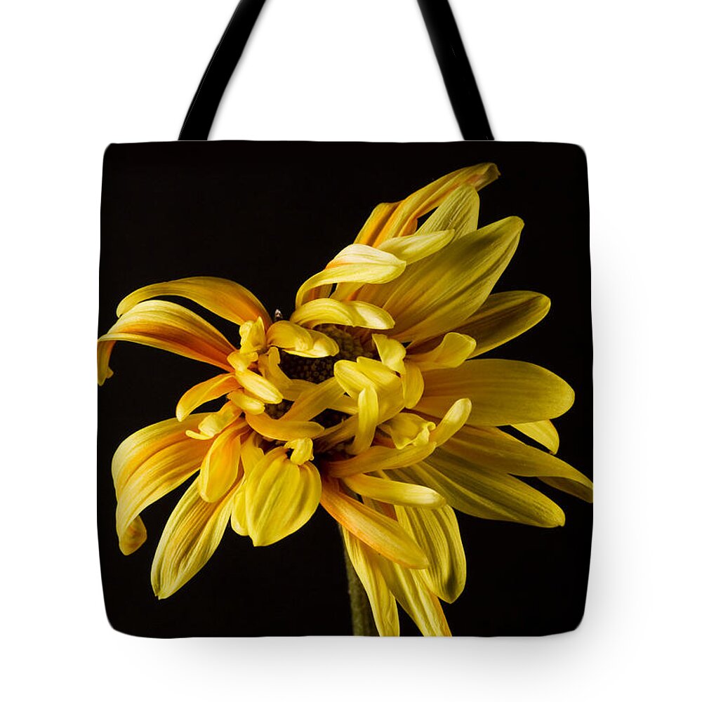 Yellow Tote Bag featuring the photograph Yellow Dahlia on Black by Cheryl Day