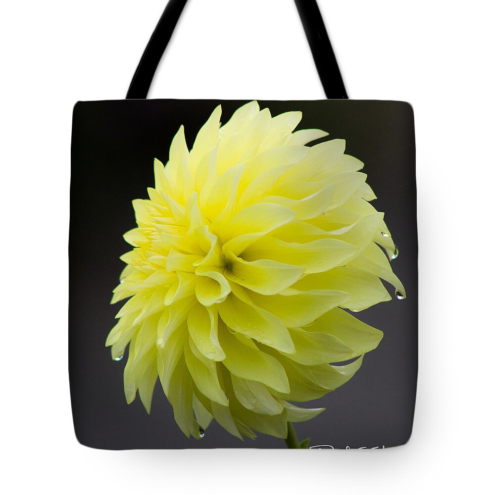 Yellow Dahlia In The Rain Tote Bag featuring the photograph Yellow Dahlia by Pamela S Eaton-Ford