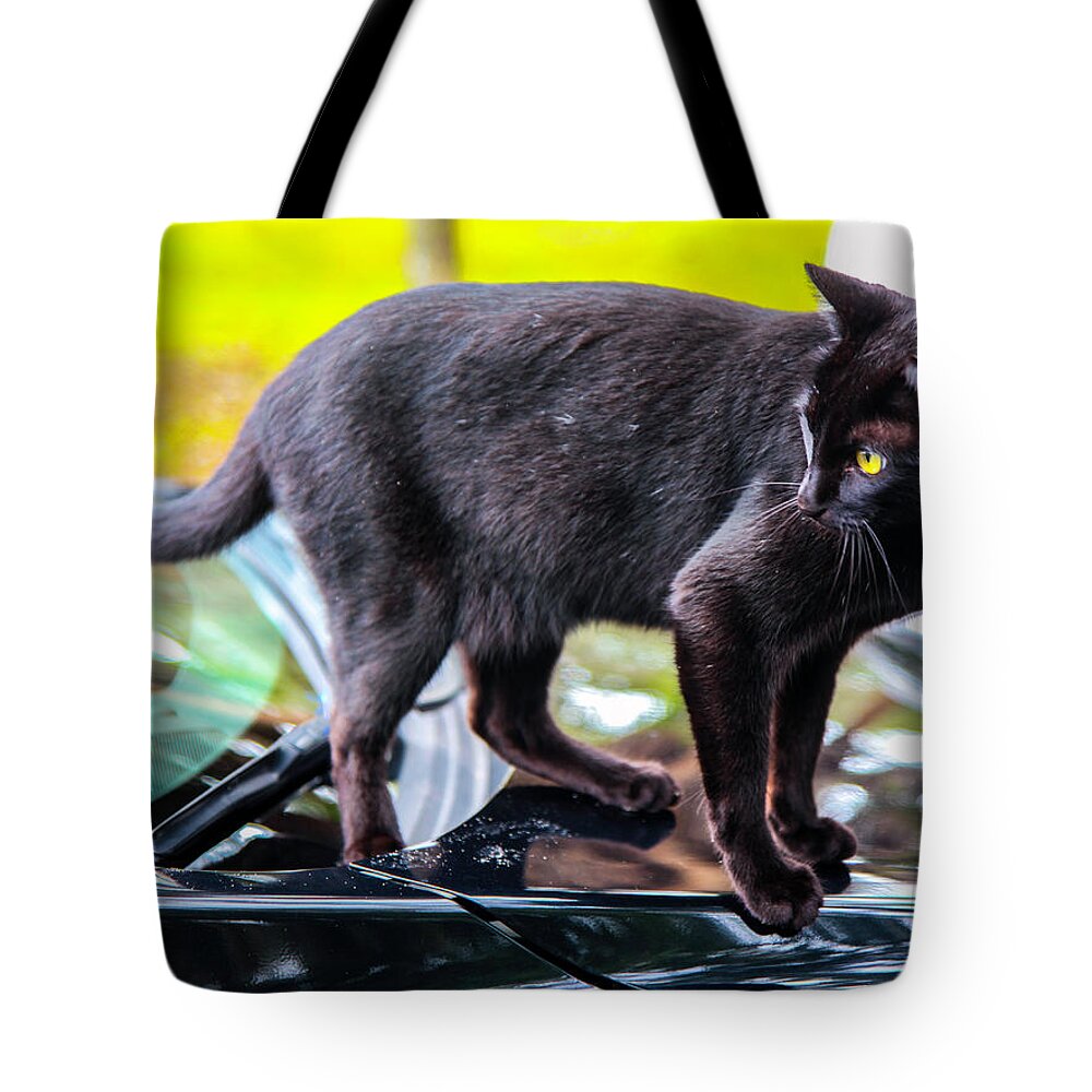 Black Cat Tote Bag featuring the photograph Yellow Eyed Cat by Madeline Ellis