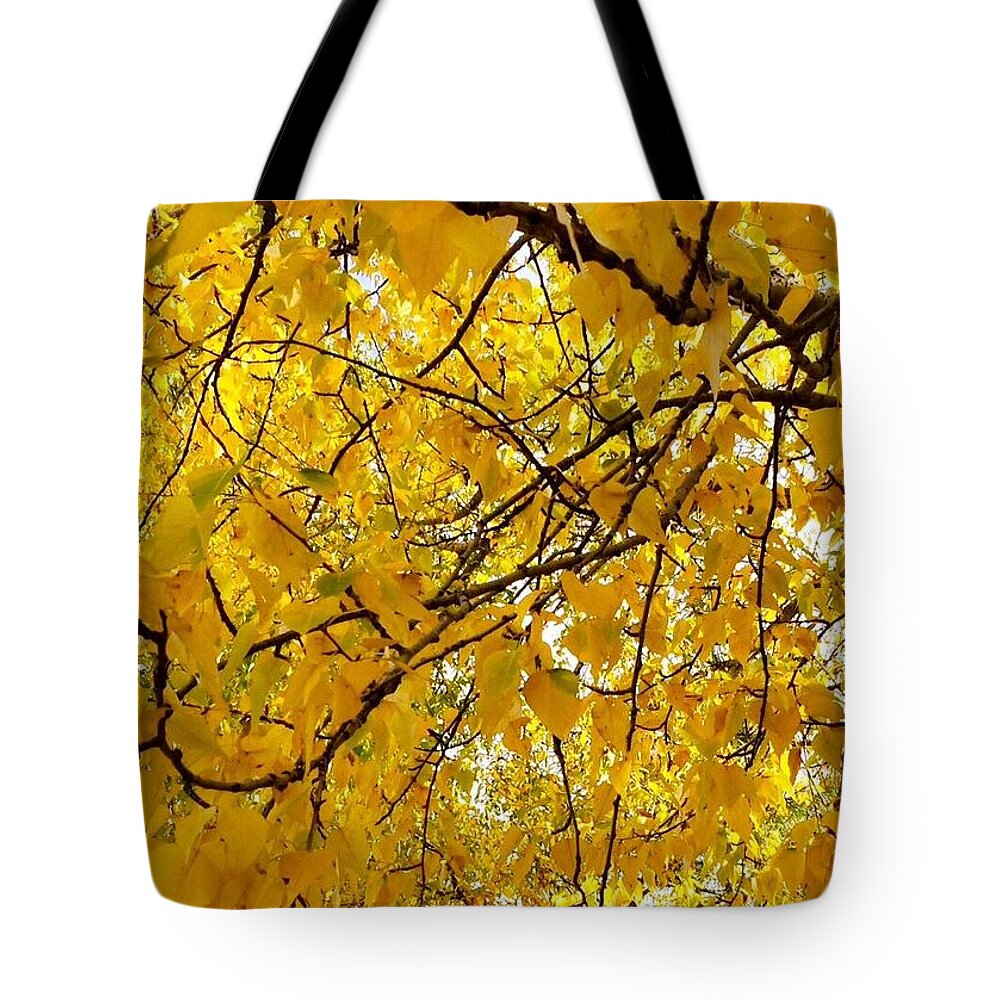 Poplar Trees Tote Bag featuring the photograph Yellow Leaf by Jennifer Lake