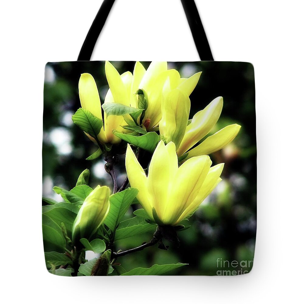 Yellow Tote Bag featuring the photograph Yellow Magnolia Flowers Macro Sunshine Glow Effect by Rose Santuci-Sofranko