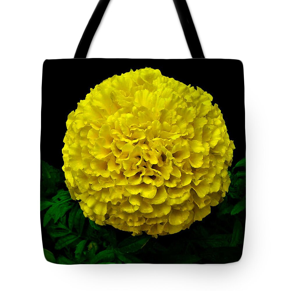 Yellow Marigold Flower on Black Background Tote Bag by Olga Zavgorodnya -  Pixels