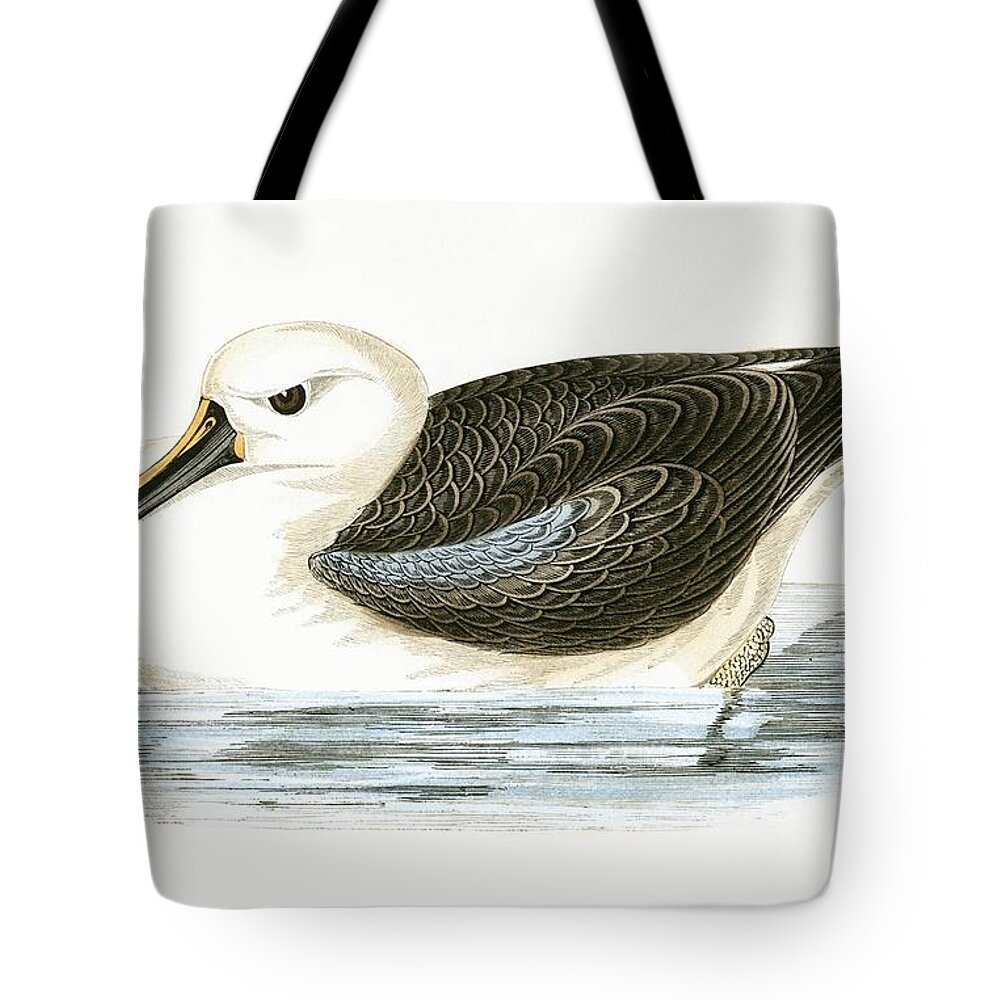 Albatross Tote Bag featuring the painting Yellow Nosed Albatross by English School