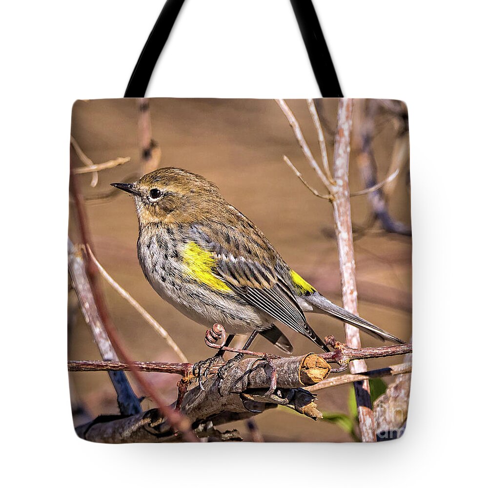 Nature Tote Bag featuring the photograph Yellow-Rumped Warbler by DB Hayes