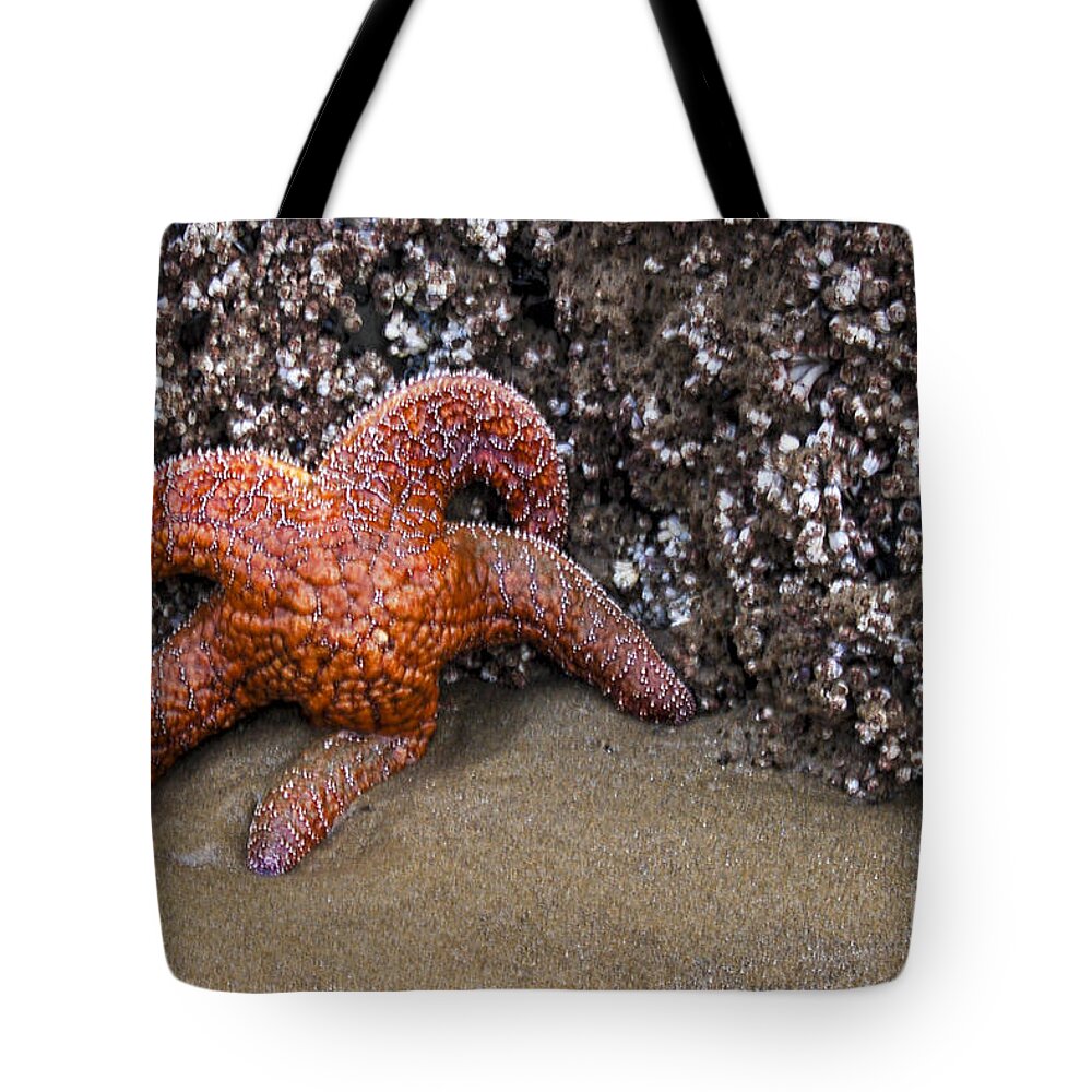  Tote Bag featuring the photograph Orange Starfish on Beach #4 by Chuck Flewelling
