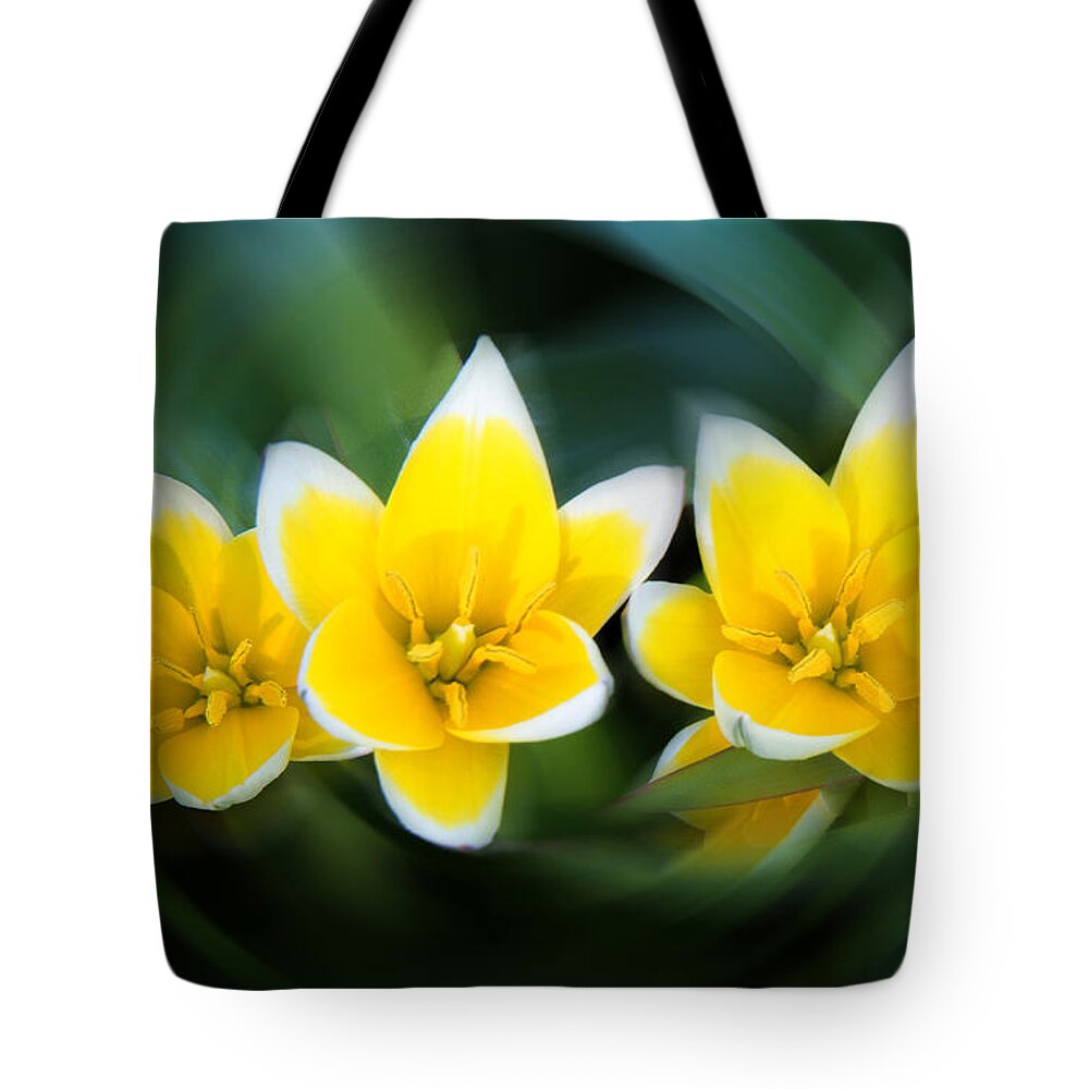 Tulipa Tarda Tote Bag featuring the photograph Yellow Trio by Milena Ilieva