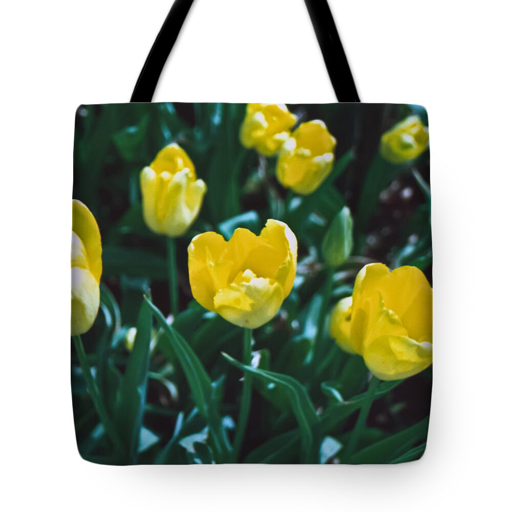 Film Tote Bag featuring the photograph Yellow Tulips--Film Image by Matthew Bamberg