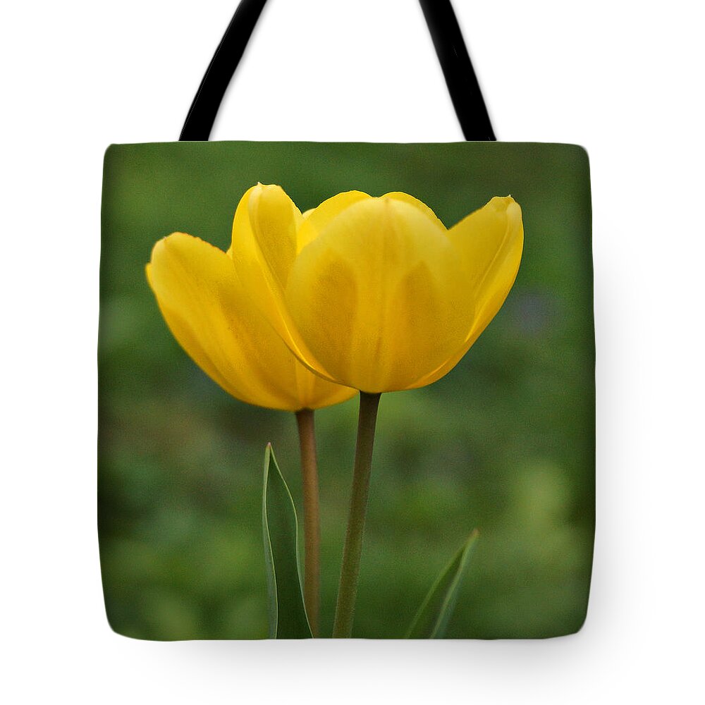 Yellow Tulip Tote Bag featuring the photograph Two Yellow Tulips by Sandy Keeton