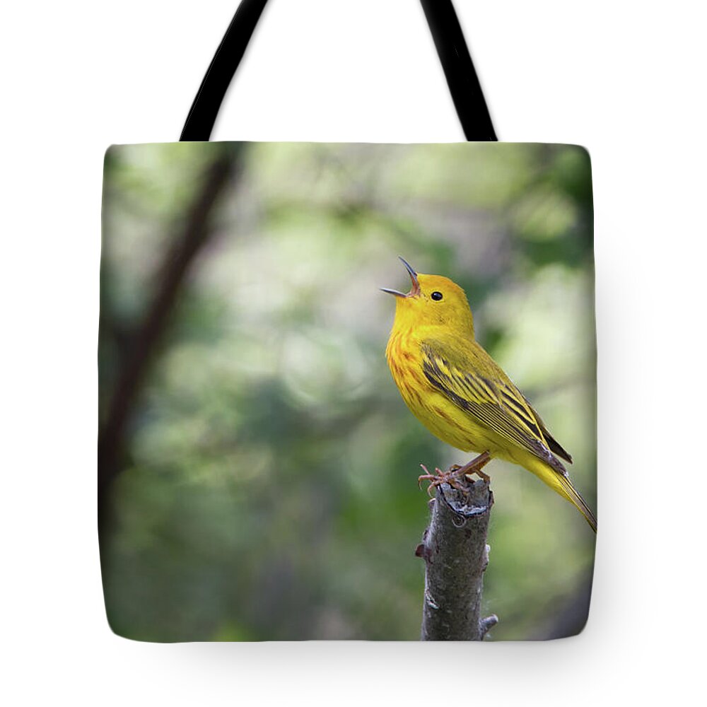 Bird Tote Bag featuring the photograph Yellow Warbler in song by Celine Pollard