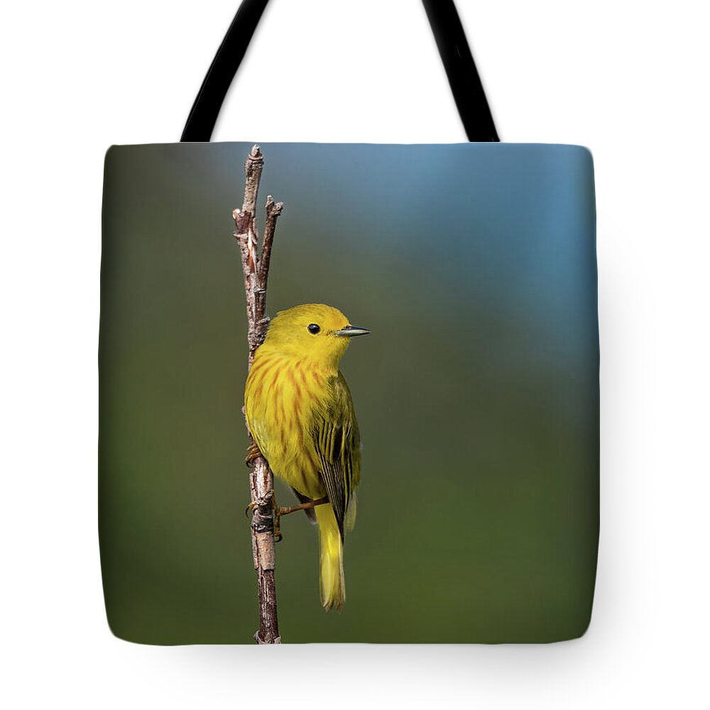Canada Tote Bag featuring the photograph Yellow Warbler by Tracy Munson