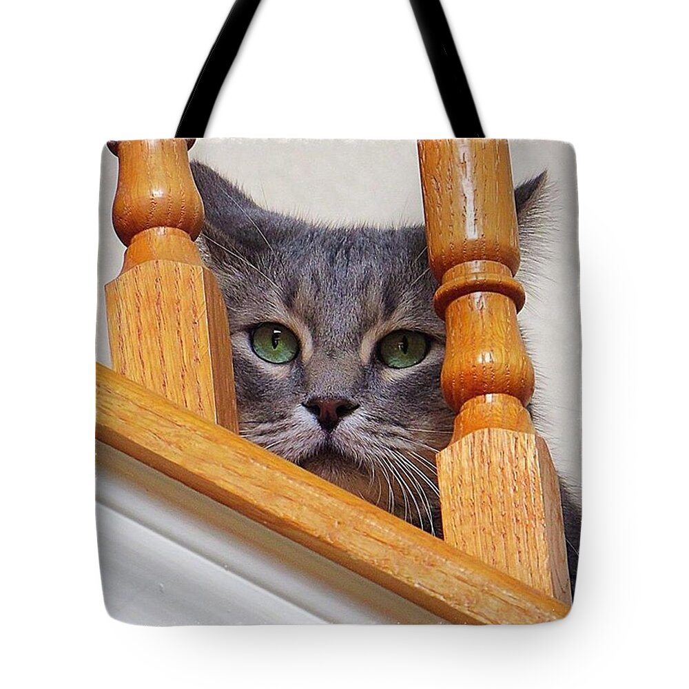 Keepaustinweird Tote Bag featuring the photograph Yes, It Is True, I Am A #crazycatlady by Austin Tuxedo Cat