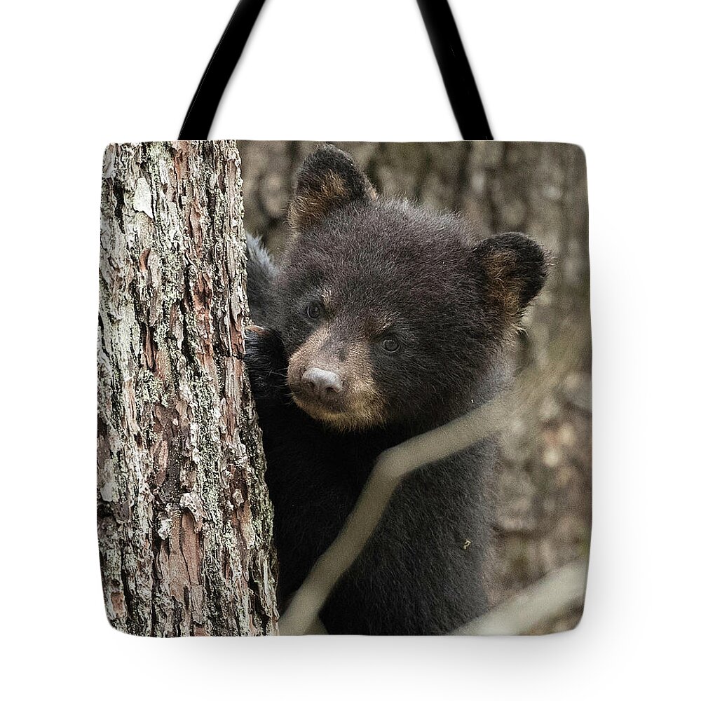 Bear Tote Bag featuring the photograph Yes, Mom by Everet Regal