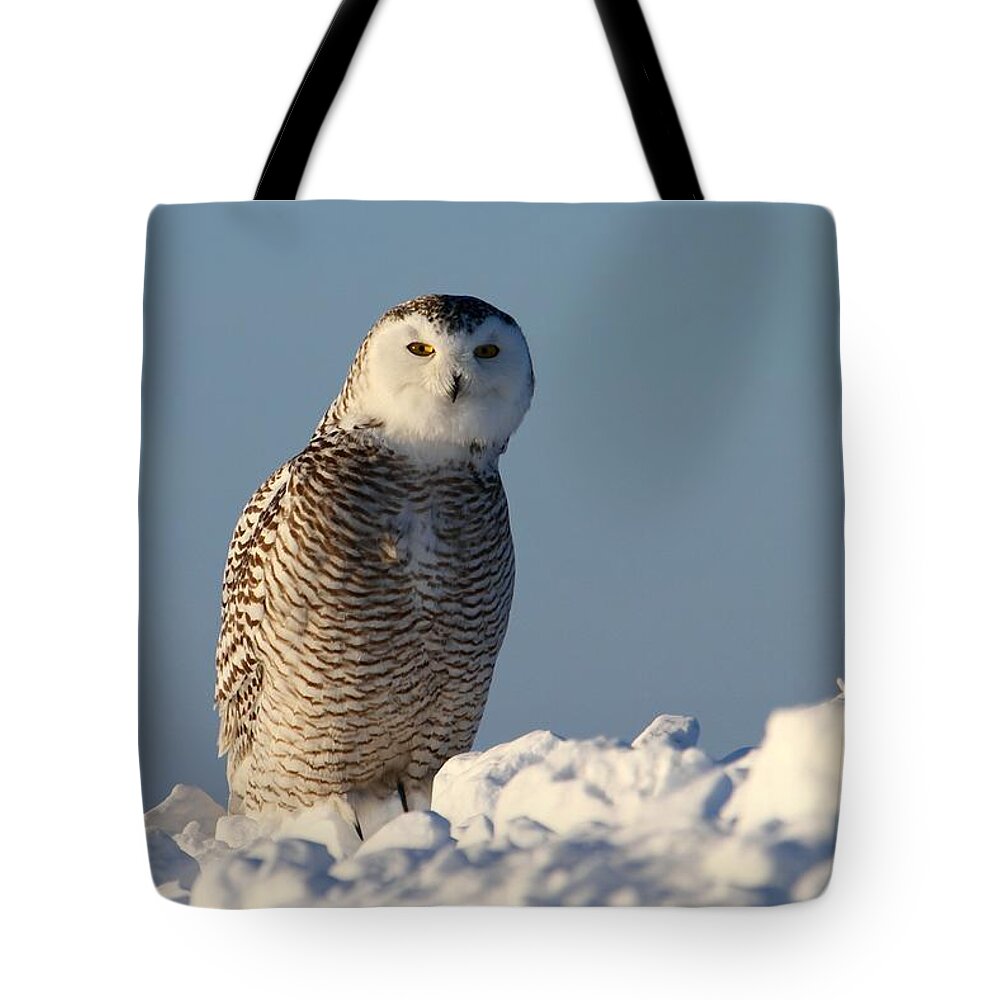 Snowy Owls Tote Bag featuring the photograph You are my focus by Heather King