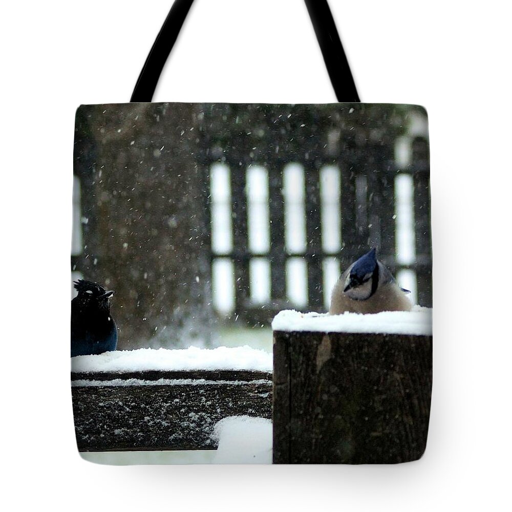 Blue Jays Tote Bag featuring the photograph You Look Familiar but.... by Tracey Vivar