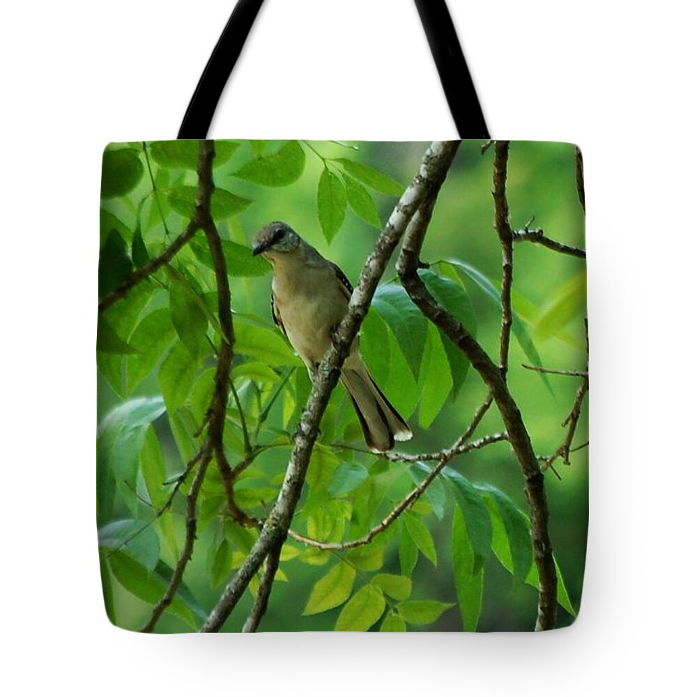 Bird Tote Bag featuring the photograph You Looking at Me by David Lane
