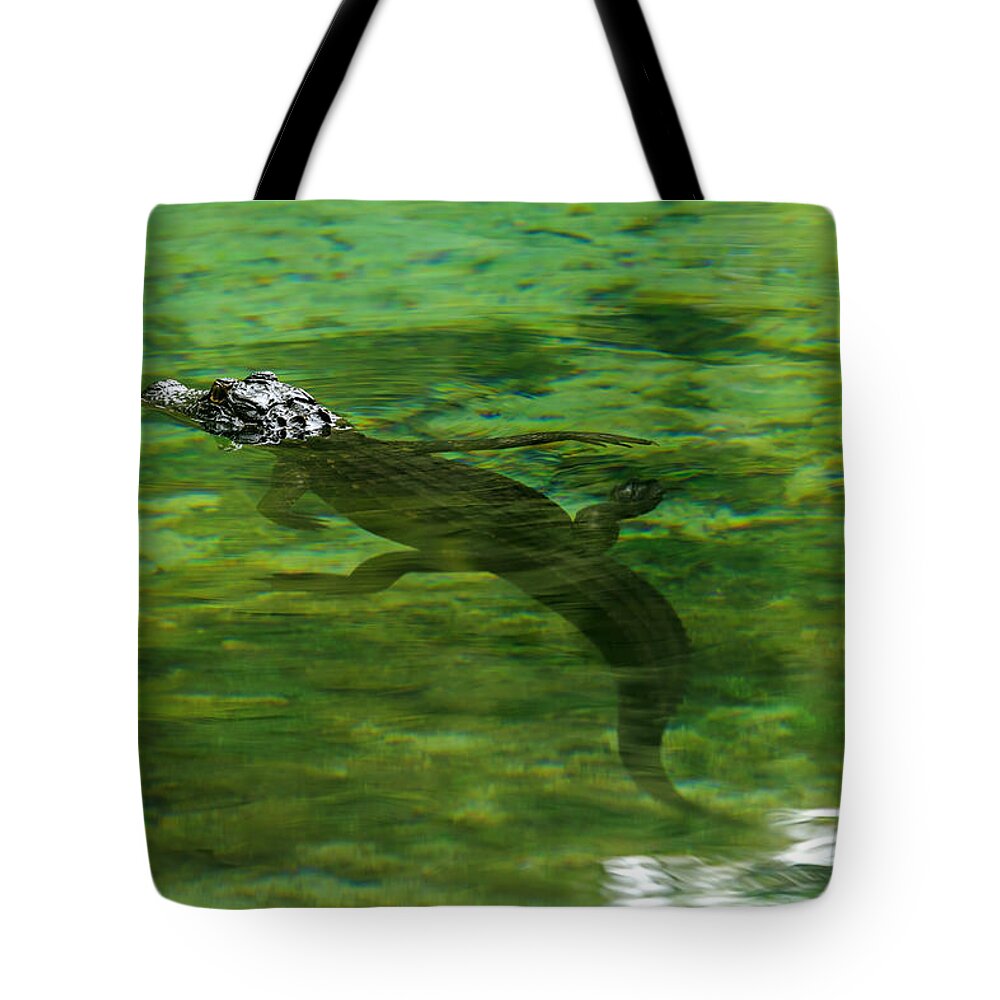 Alligator Tote Bag featuring the photograph Young Alligator by Travis Rogers