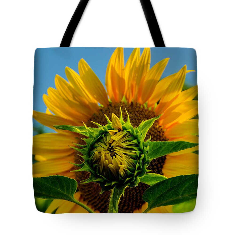 Sunflower Tote Bag featuring the photograph Young and old by Wolfgang Stocker