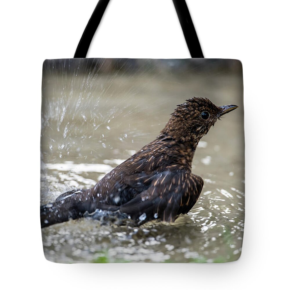 Young Blackbird's Bath Tote Bag featuring the photograph Young Blackbird's bath by Torbjorn Swenelius