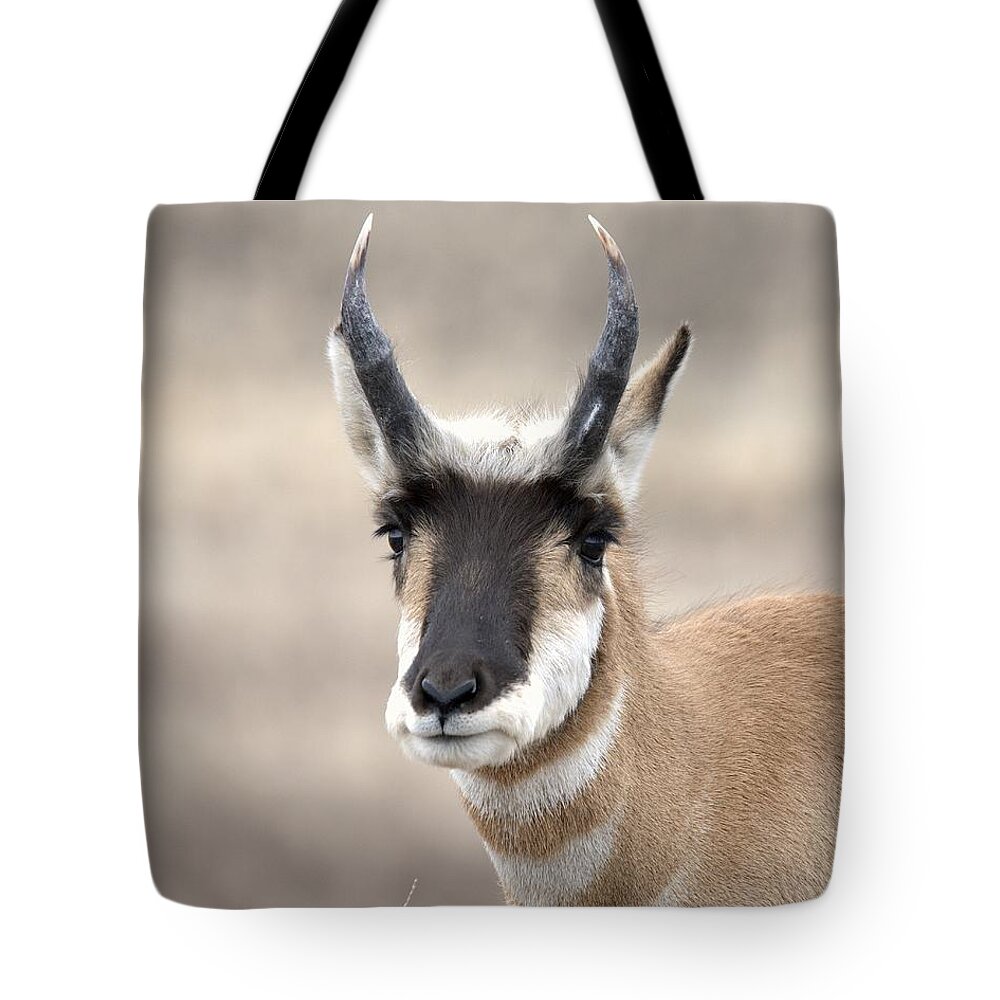 American Pronghorn Antelope Goat Outdoors Wildlife Nature Animal Tote Bag featuring the photograph Young Buck Pronghorn by Dirk Johnson