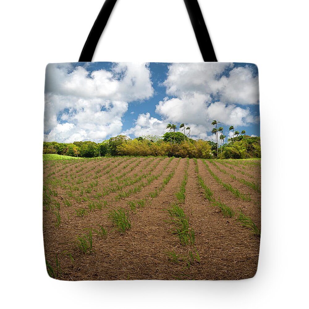  Tote Bag featuring the photograph Young Canes by Hugh Walker