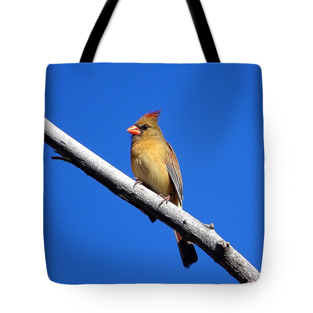 Little Bird Tote Bag featuring the photograph Young Cardinal bird by Lilia D