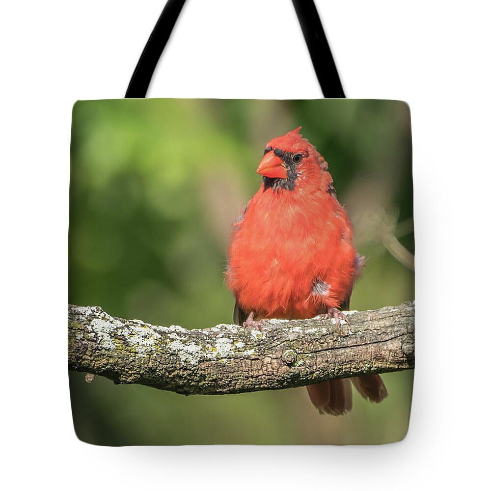 Cardinal Tote Bag featuring the photograph Young Cardinal by Bruce Pritchett