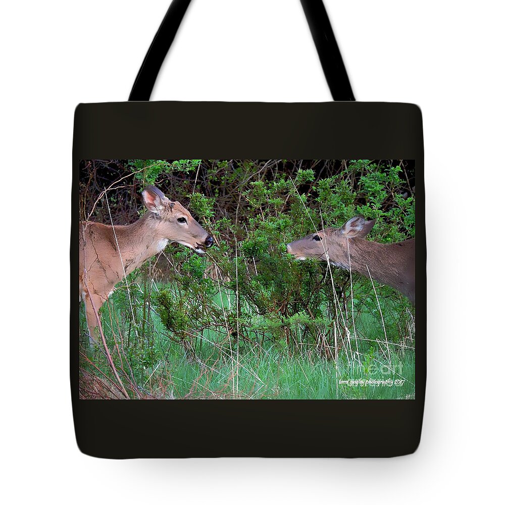 Deer Tote Bag featuring the photograph Young Deer Of Spring by Tami Quigley