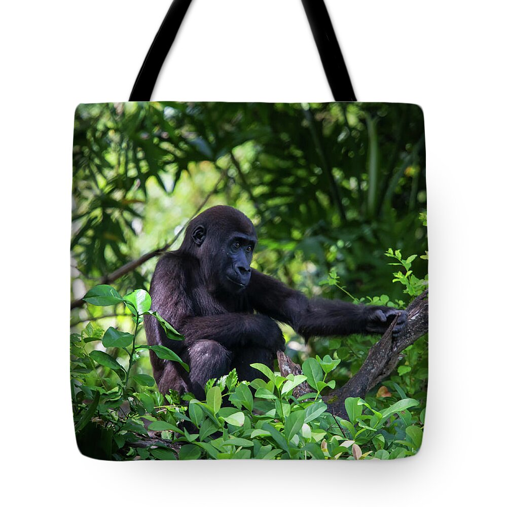 Nature Tote Bag featuring the photograph Young Gorilla by Arthur Dodd