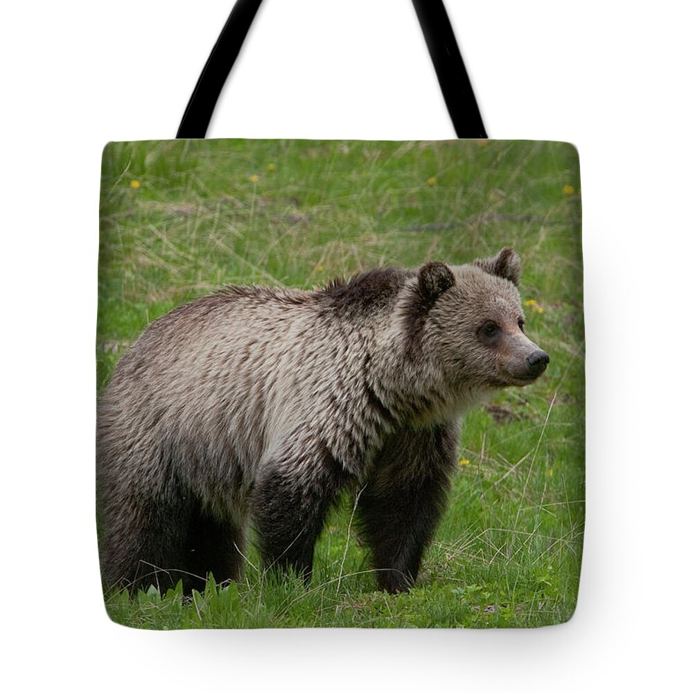 Grizzly Tote Bag featuring the photograph Young Grizzly by Mark Miller