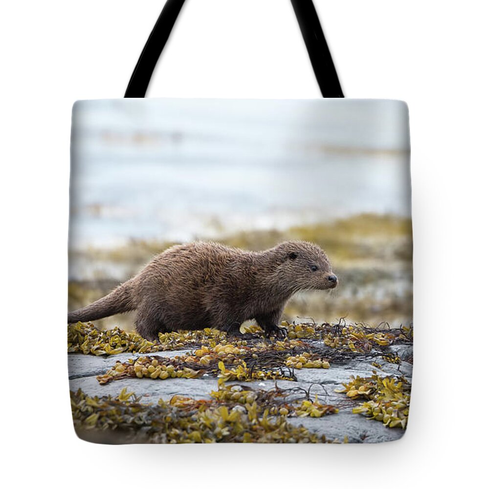 Otter Tote Bag featuring the photograph Young Otter by Pete Walkden
