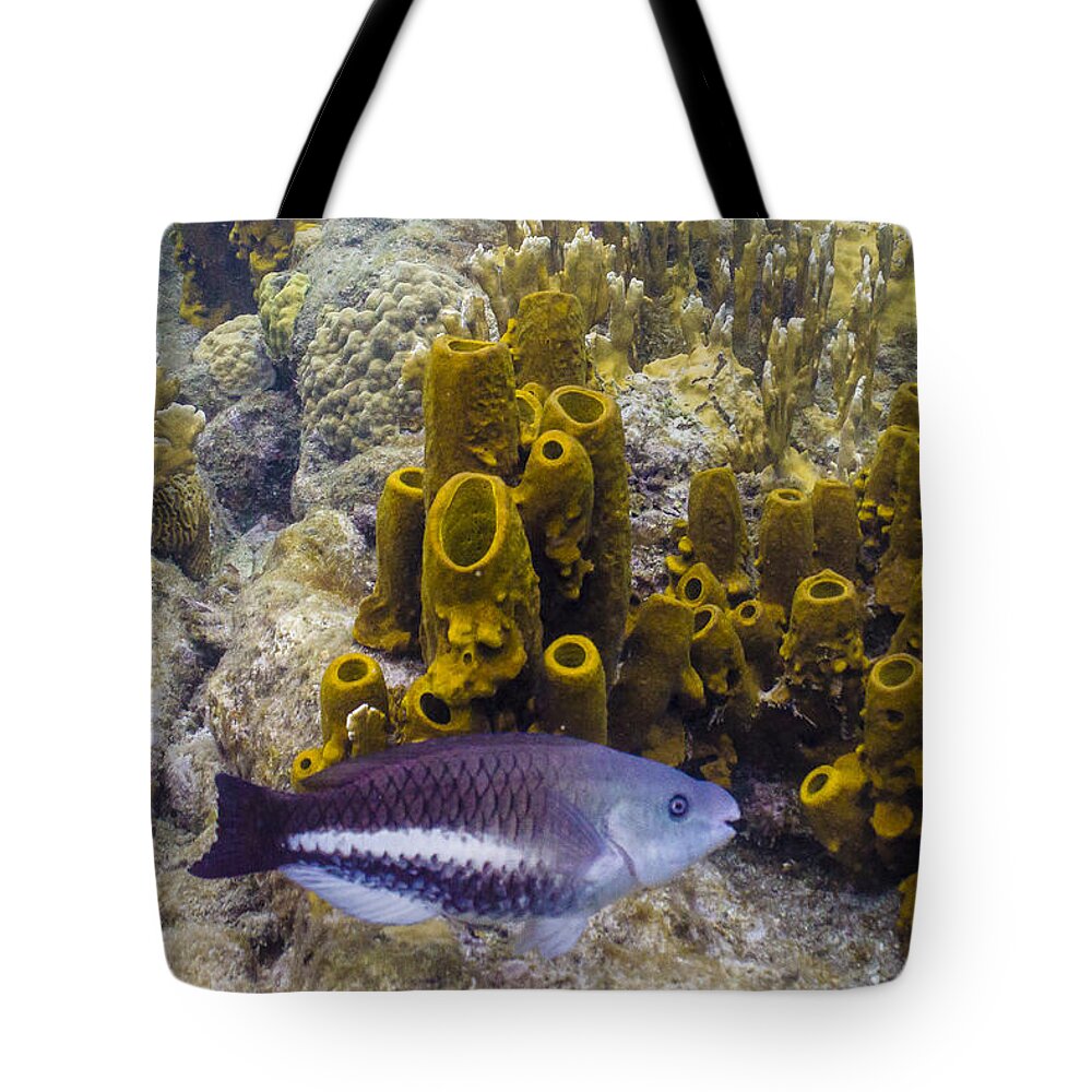 Ocean Tote Bag featuring the photograph Young Queen by Lynne Browne