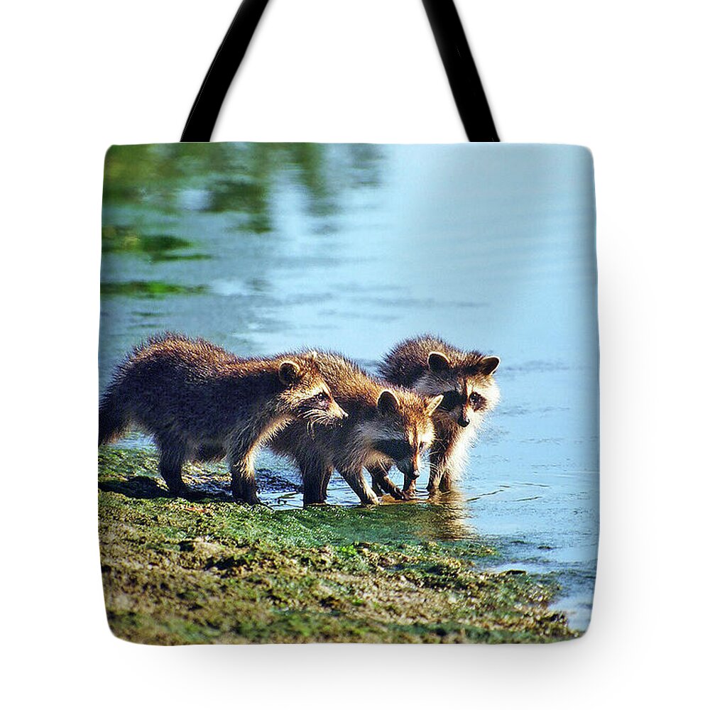 Raccoon Tote Bag featuring the photograph Young Raccoons by Ted Keller