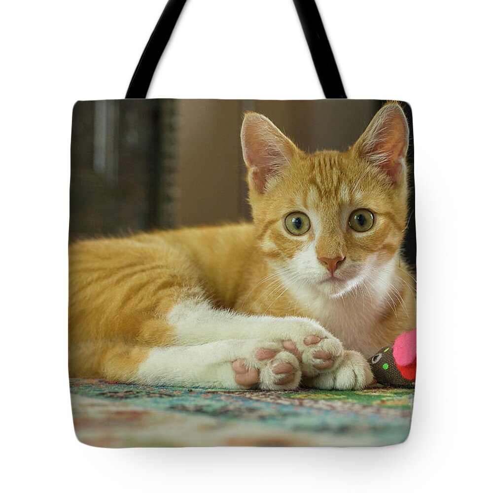 Adorable Tote Bag featuring the photograph Young red cat looking at camera by Patricia Hofmeester