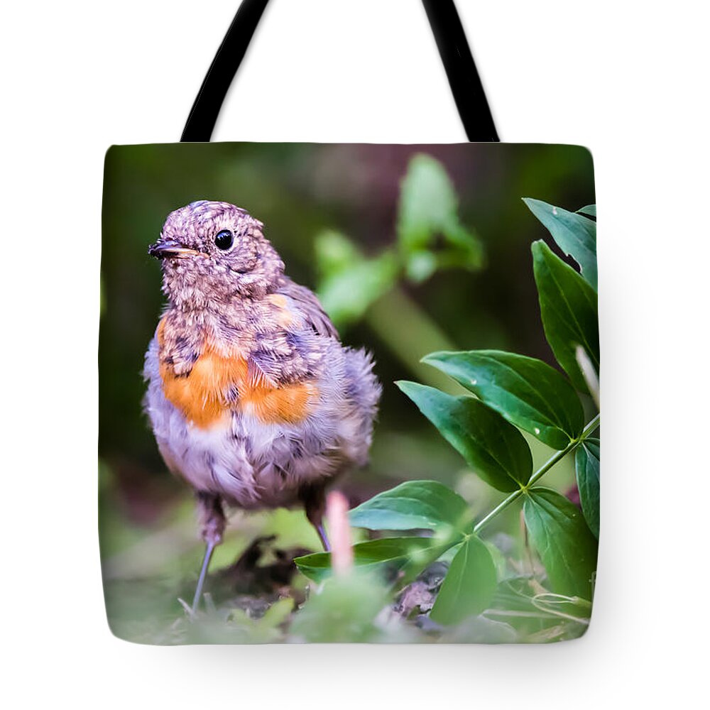 Robin Tote Bag featuring the photograph Young Robin by Torbjorn Swenelius