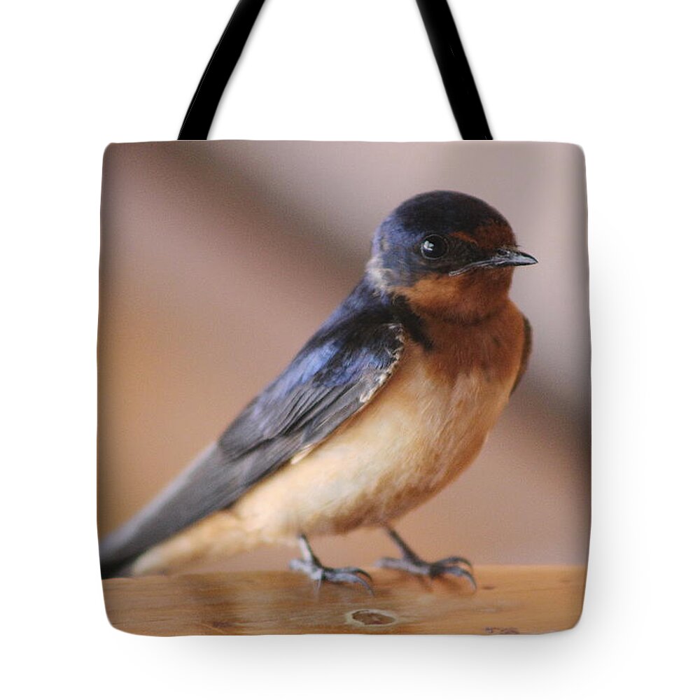Swallow Tote Bag featuring the photograph Young Swallow Sitting by Colleen Cornelius