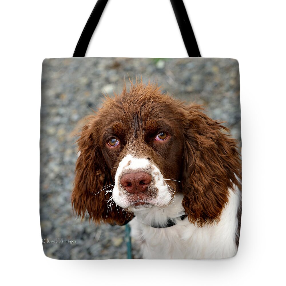 Dog Tote Bag featuring the photograph Young Water Spaniel by Kae Cheatham